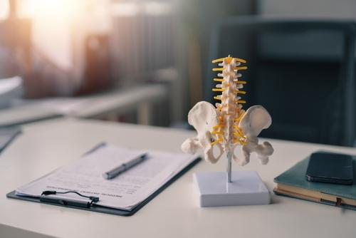 squelette du dos squelette du dos